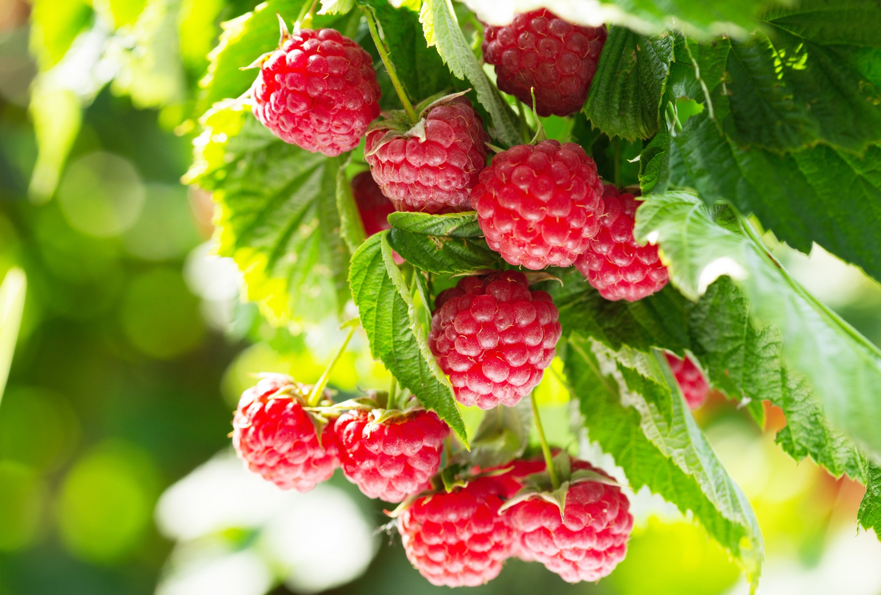https://www.meillandrichardier.com/media/cms/page/petit_fruit_framboise_framboisier.jpg