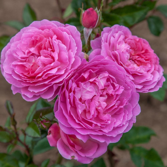 Rosiers grands parfums meilland