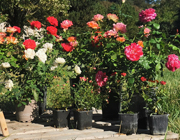 Rosiers en pots