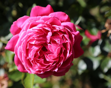 Une rose Meilland pour Alexandre Astier