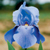 Vente d'iris