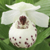 Vente d'orchidées de jardin