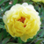 Vente de pivoines