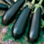 Vente de plants potager greffés