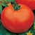 Vente de plants de tomate