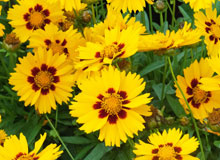 COREOPSIS lanceolata 'Sterntaler' - Coreopsis lancéolé - pépinières Lepage  Bretagne Bord de mer