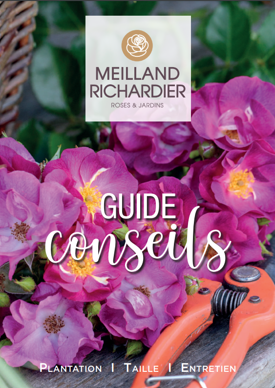 Guide de plantation Meilland Richardier