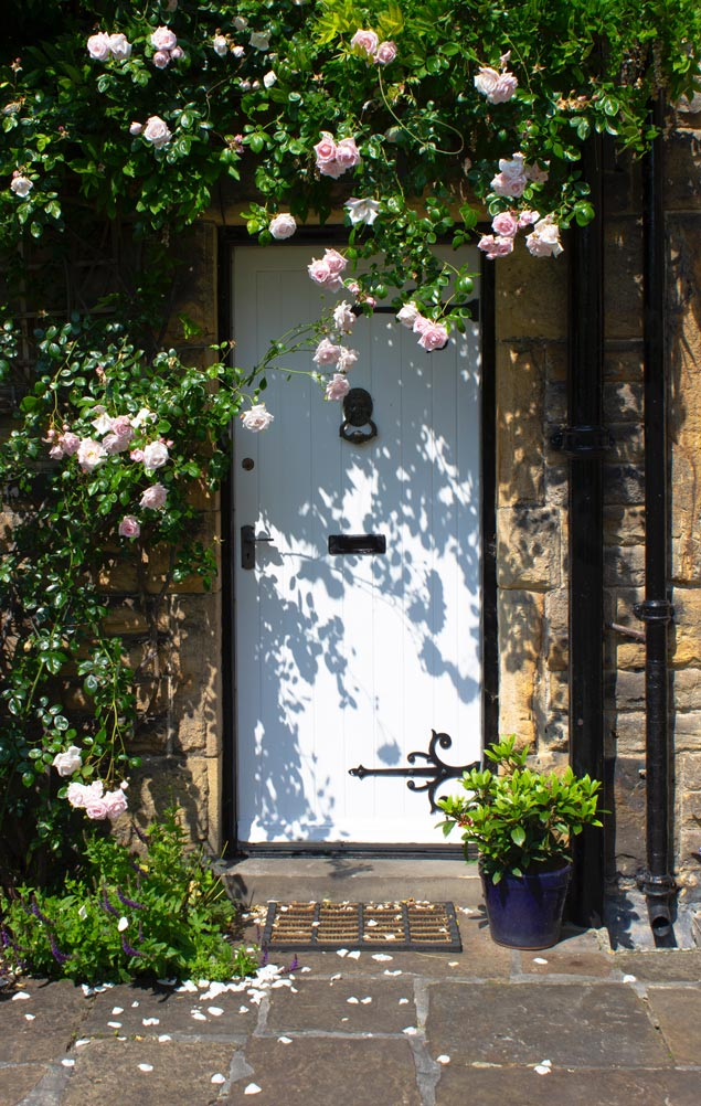 Rosier Grimpant sur porte d'entrée