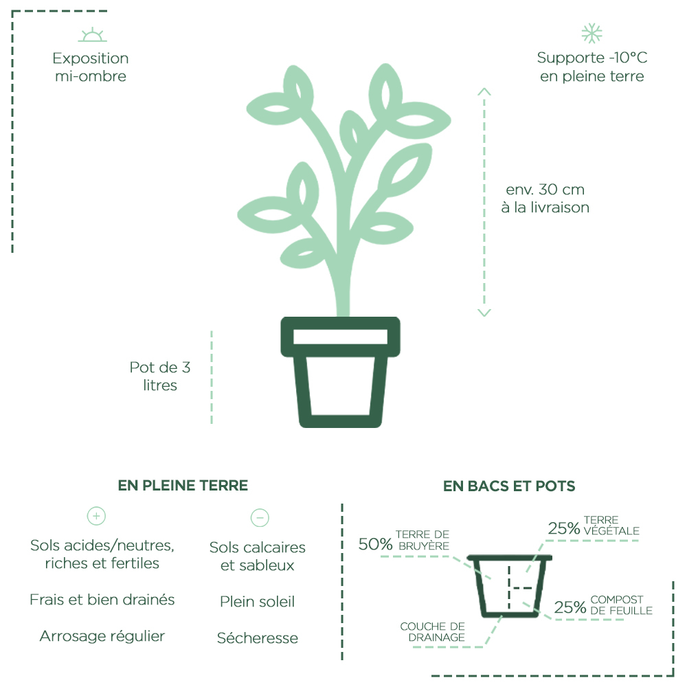 Théier ThéOjardin ® La plantation