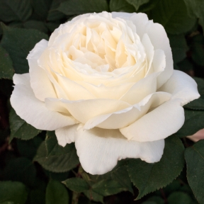 Comment Tailler Un Rosier Grimpant Après Floraison Rosier Comment Tailler Ses Rosiers