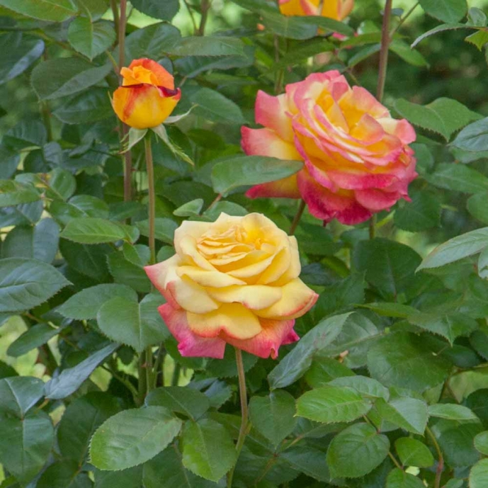 Rosier Line Renaud Meiclusif Rosiers A Grandes Fleurs Meilland Richardier
