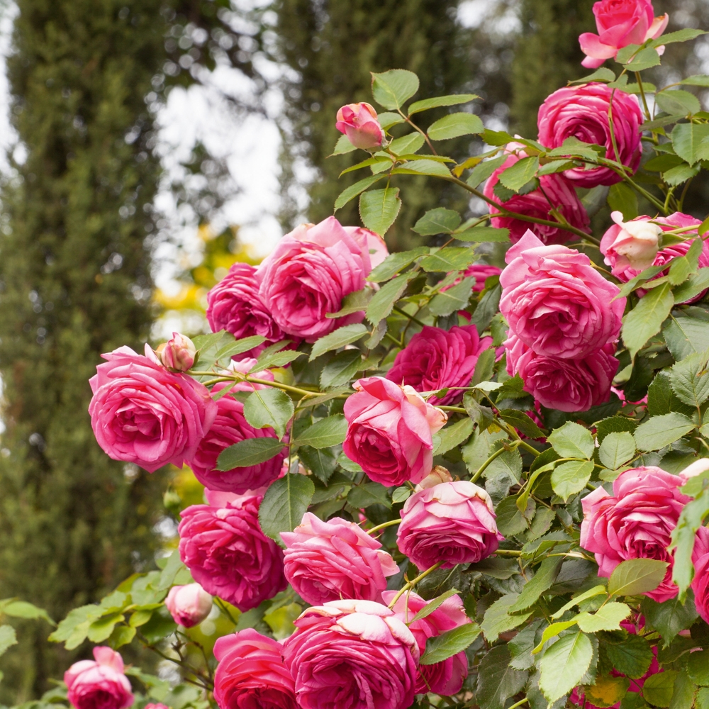 Rosiers grimpants, nos conseils de plantation, de taille et d'entretien