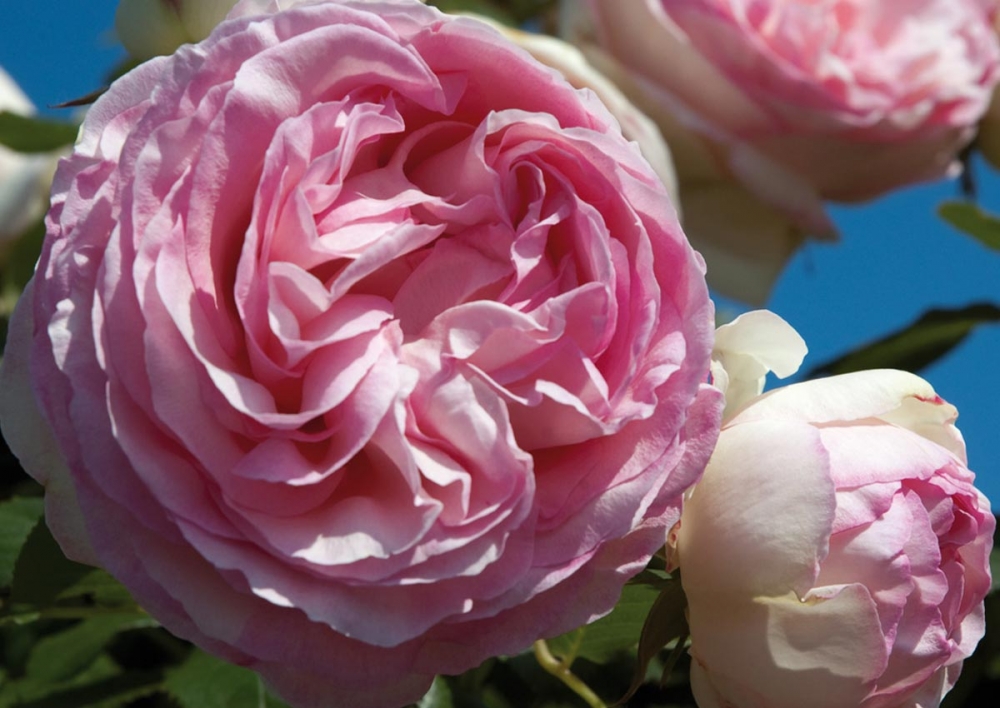 besoin d un parfum d antan le jardin de nos grand meres