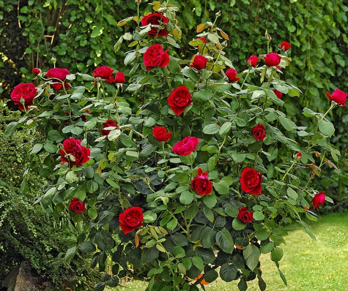 Rosier Tige André Le Nôtre ® Meiceppus, rosiers tiges Meilland Richardier — free download