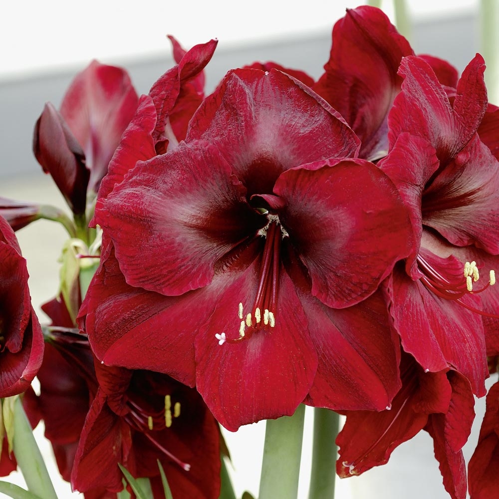 Amaryllis : Conseils de plantation et entretien