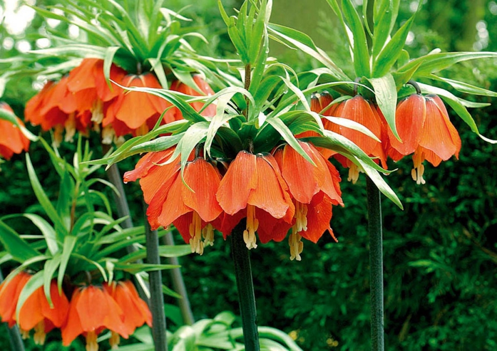Quelles Plantes Choisir Pour Avoir Un Jardin Orange