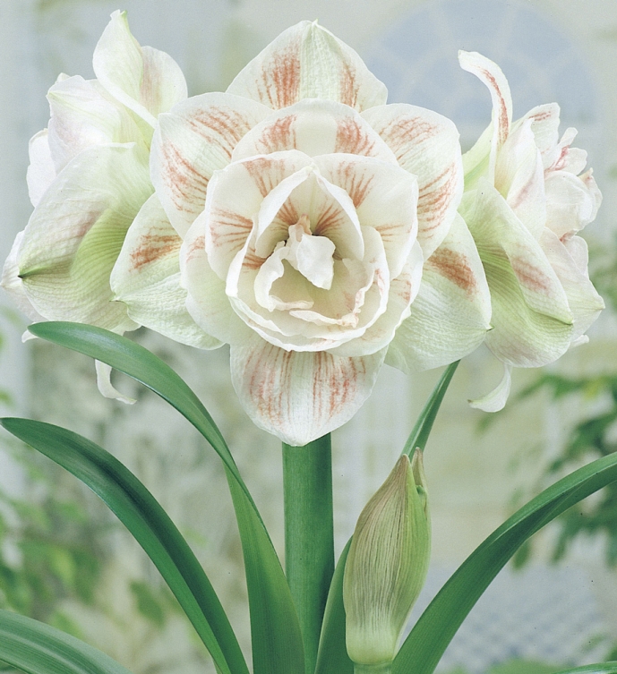 entretien amaryllis