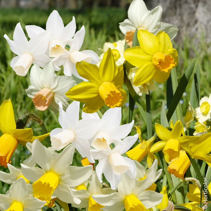 25 Bulbes De Jonquilles Narcisse Tazetta - Mélange Parfumé De Hollande - Vivaces Rustiques Pour Jardin Et Pots