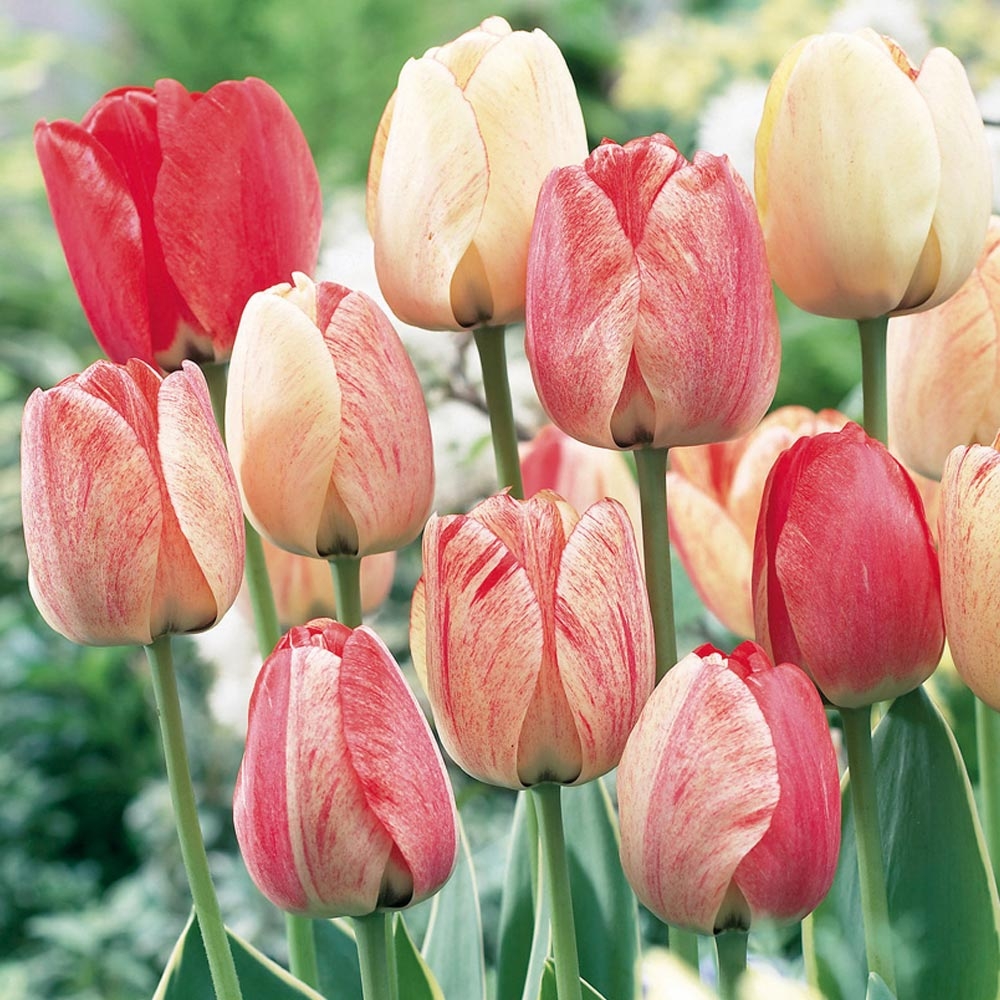 Famille De La Tulipe Et Du Lis 9 Lettres Tulipe : conseils de plantation et entretien