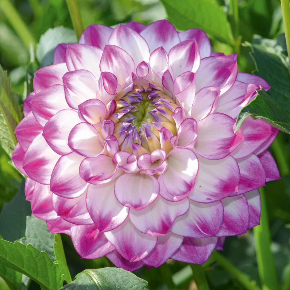 Bulbe de dahlia Bulbe de dahlia