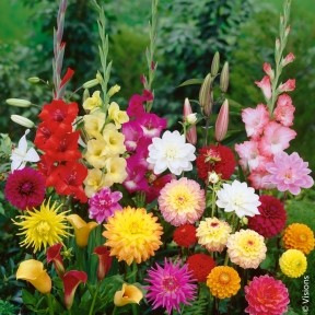 Dipladenia Conseils De Plantation Et Entretien