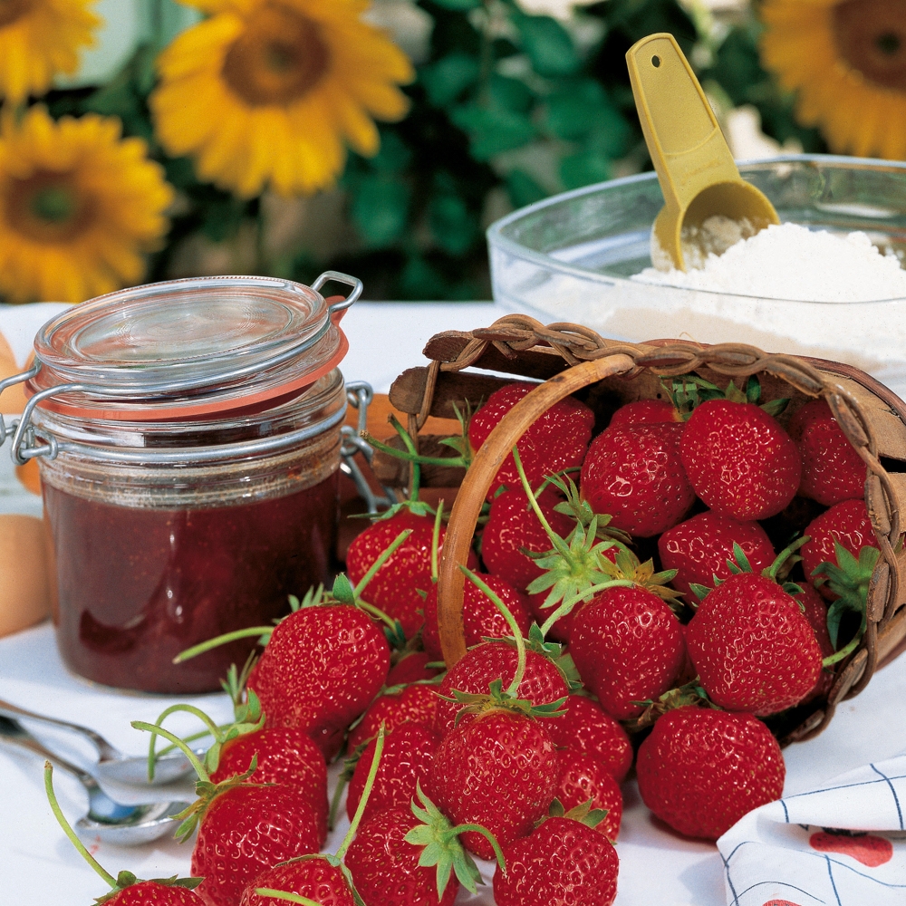 Fraisier Conseils De Plantation Taille Et Entretien