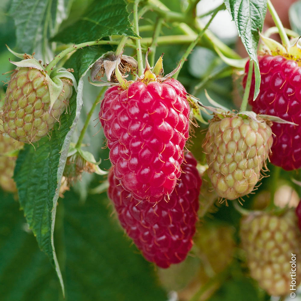 Framboisier Conseils De Plantation Taille Et Entretien