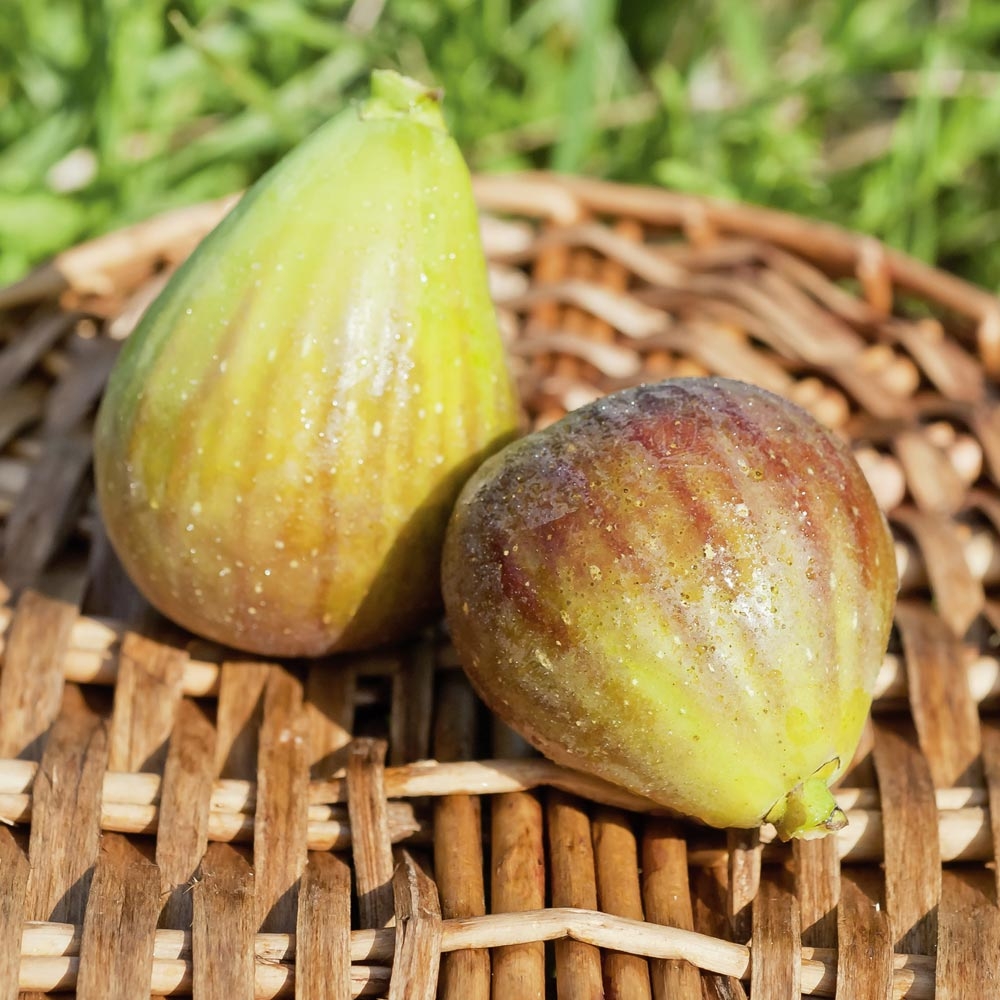 Figuier Conseils De Plantation Taille Et Entretien