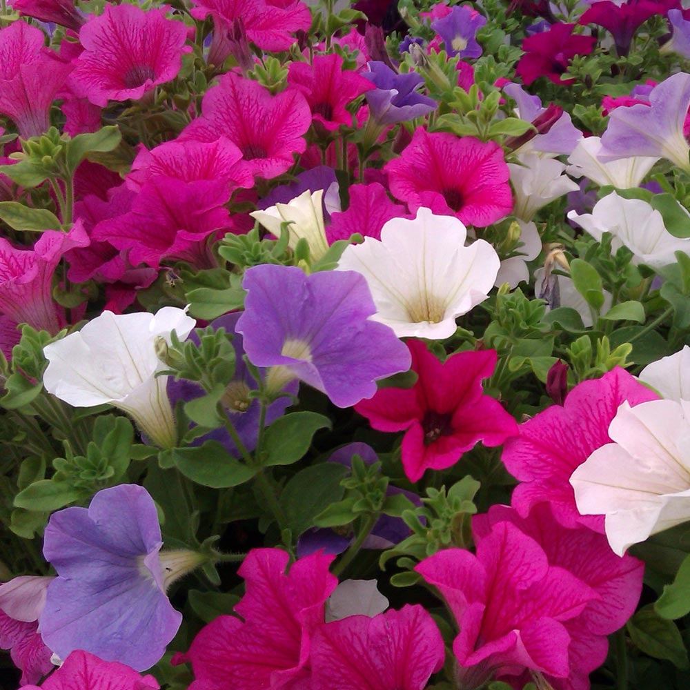 ou planter petunia