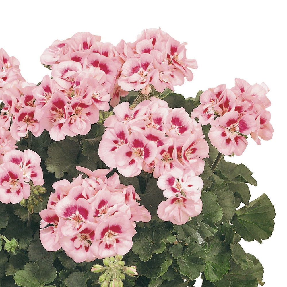 comment planter geranium zonal