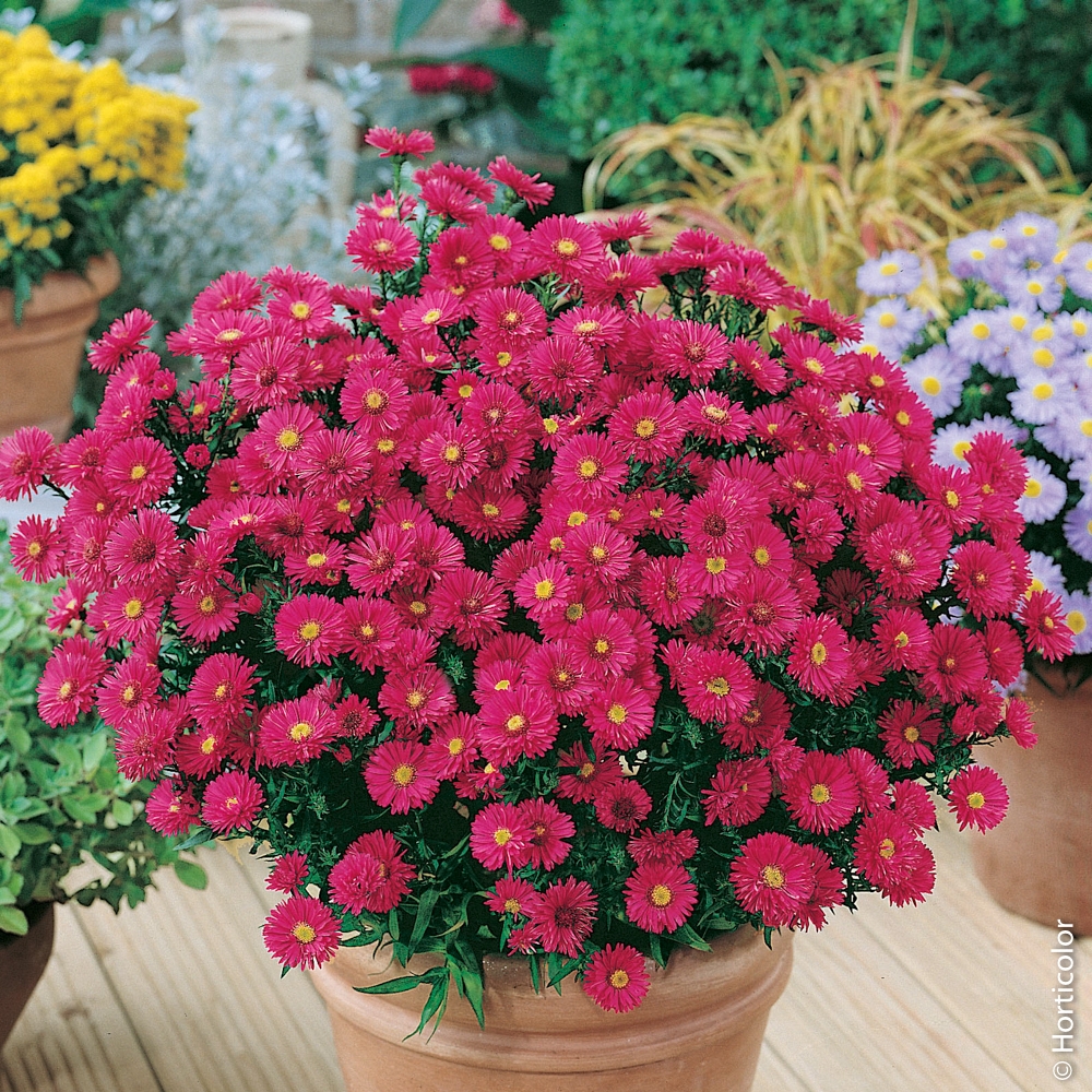 aster fille