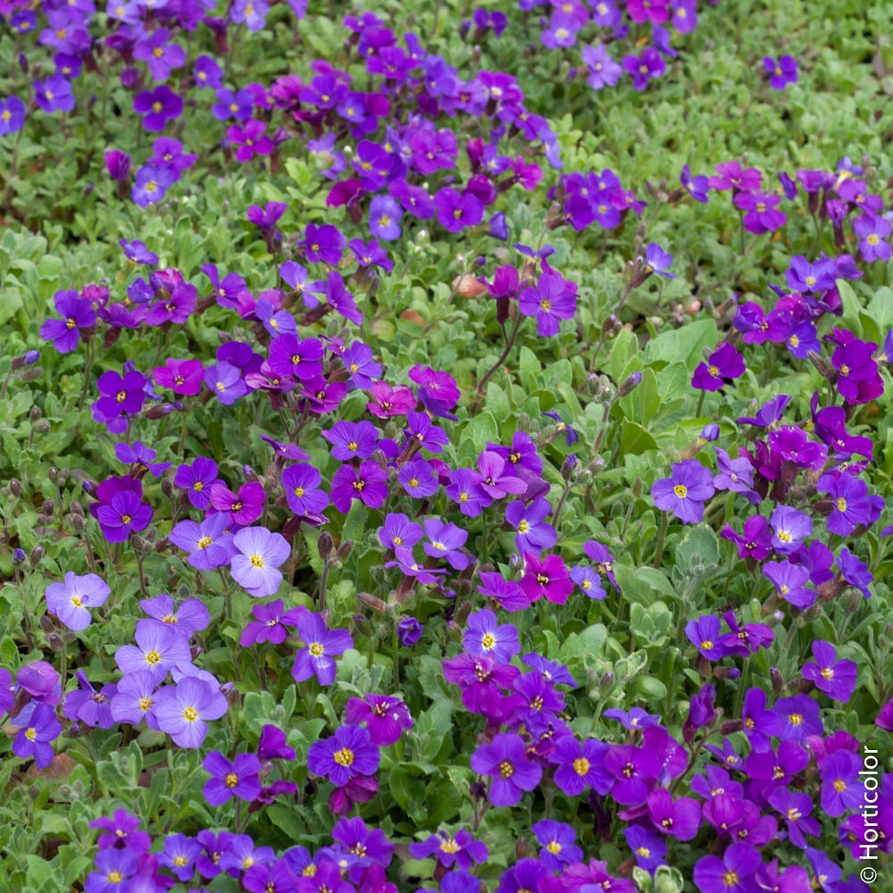 Aubriète : conseils de plantation et entretien