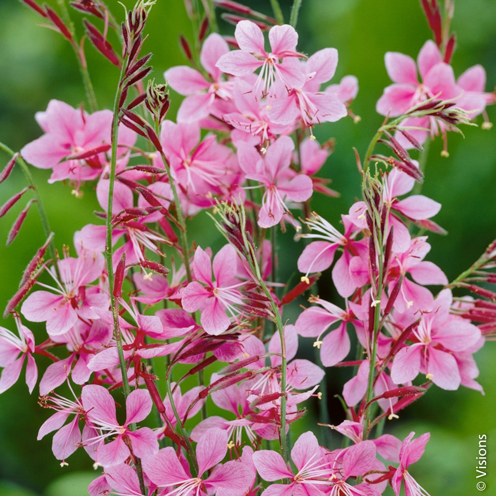 massif ou grand bac près de la maison fleurs multicolores,Une abondante floraison tardive,En haie fleurie Aimado Seeds Garden-50 Hibiscus syriacus graines 