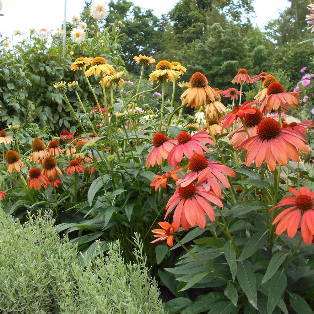 Marguerite et compagnie : conseils de plantation et entretien