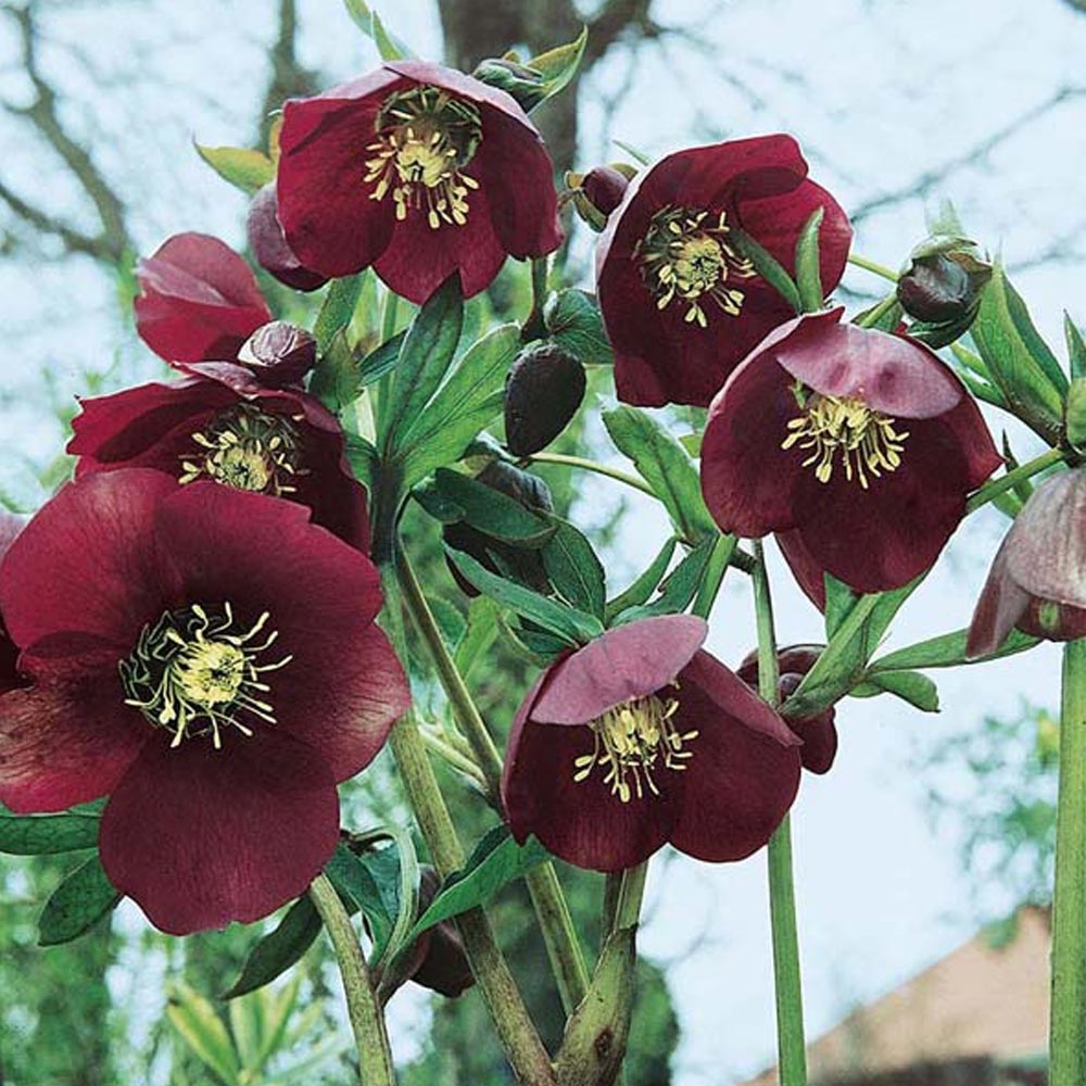 planter une rose de noel