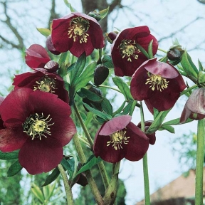 Rose de Noël (Hellebore) : Conseils de plantation et entretien