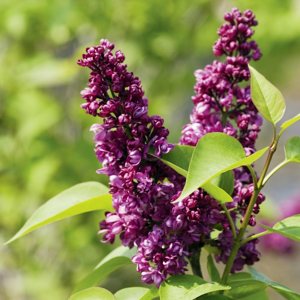 planter une jeune pousse de lilas