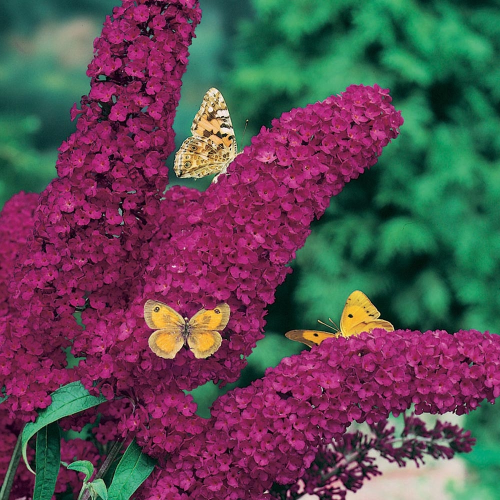 Buddleia : conseils de plantation, taille et entretien