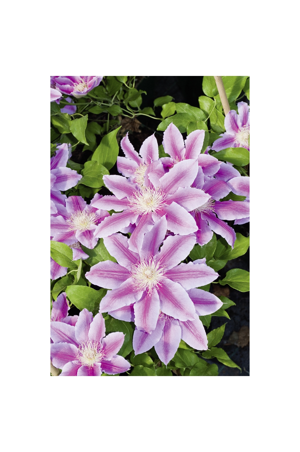 planter une clematite a l’ombre