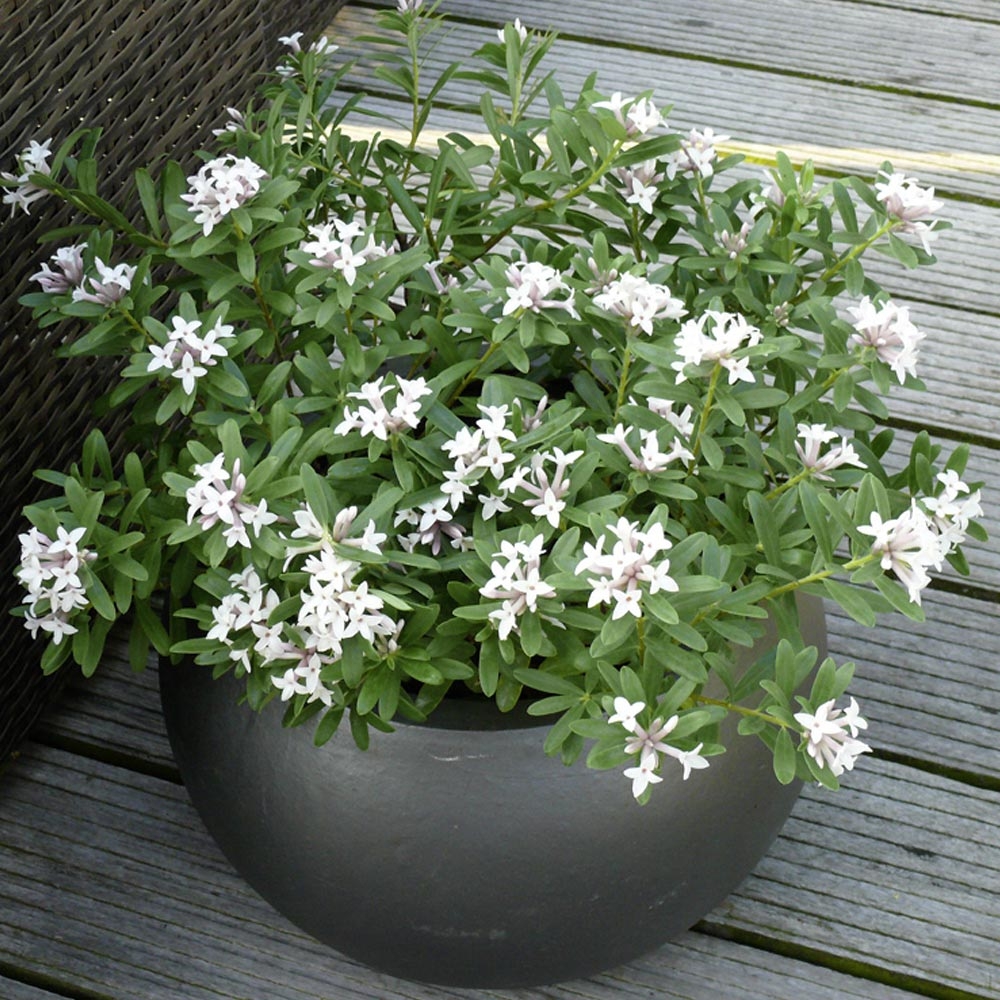 Arbuste et grimpante en pots : le fond de toile de la terrasse