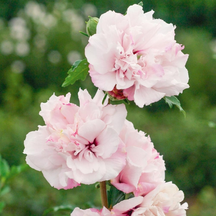 Althea Double Pastel Hibiscus Syriacus French Cabaret Pastel Mindoub1 Meilland Richardier