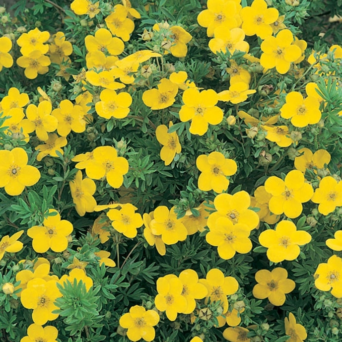 Potentille Goldfinger Arbustes Floraison Estivale Meilland Richardier potentille-goldfinger-arbustes-floraison-estivale-meilland-richardier