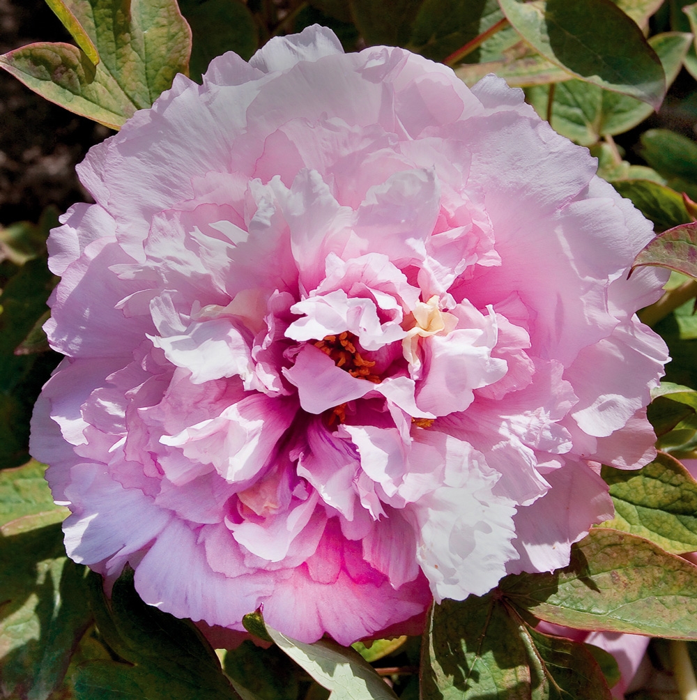 19 Luxury Taille Des Pivoines Arbustives His Barn