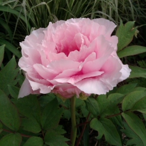 Marguerite Et Compagnie Conseils De Plantation Et Entretien