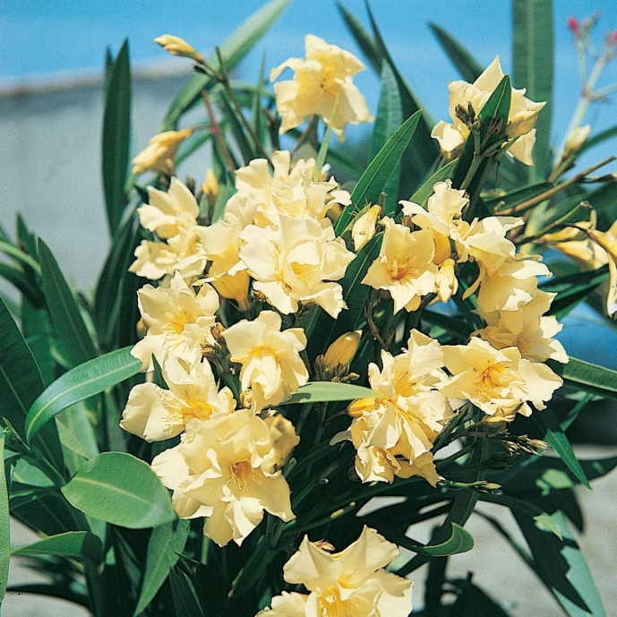 Laurier rose double jaune parfumé, Nerium oleander Luteum Plenum, plante méditerranéenne