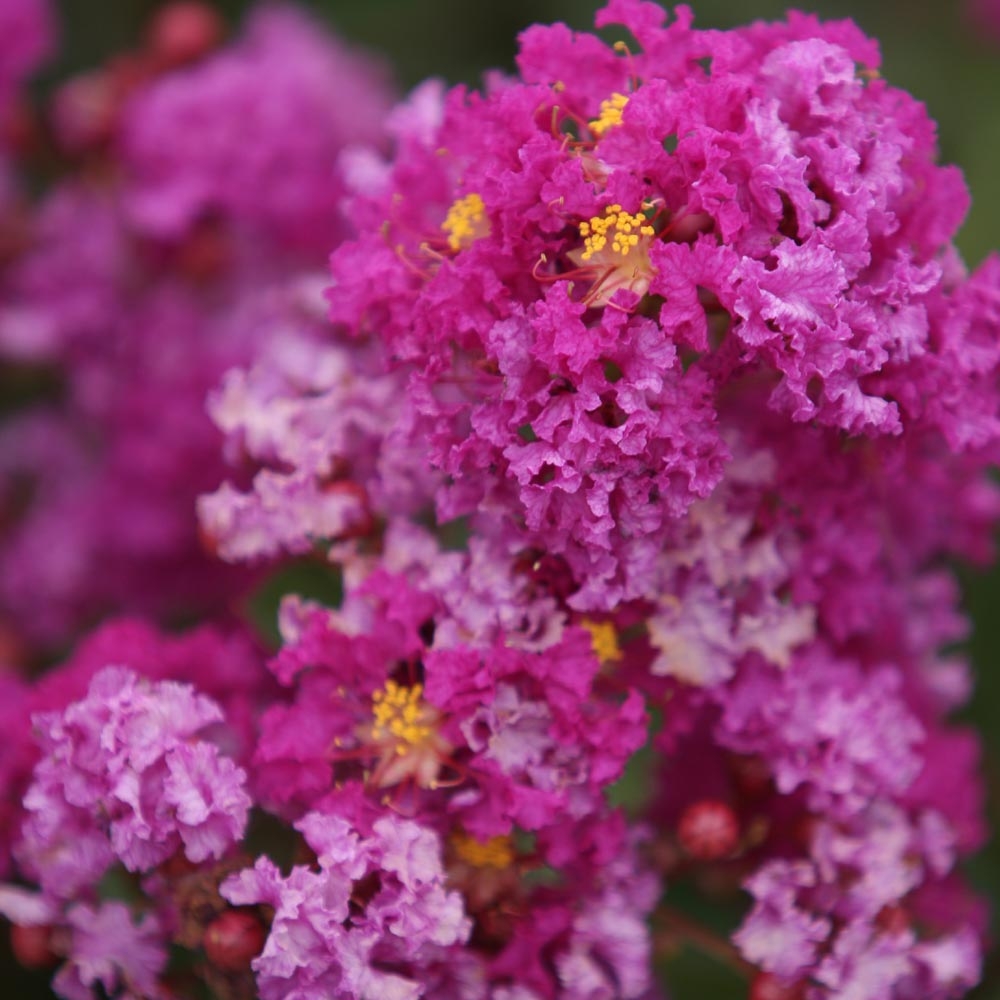 Lagerstroemia (Lilas des Indes) : Conseils de plantation, taille et  entretien