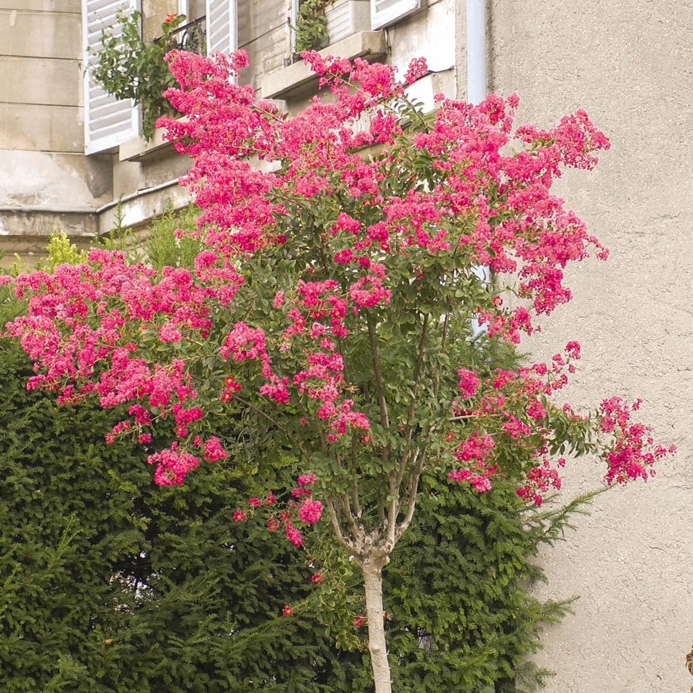 Lagerstroemia (Lilas des Indes) Conseils de plantation, taille et entretien