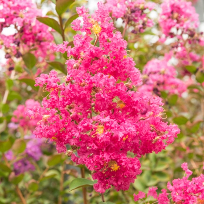 Lagerstroemia Petite Red - Vente en ligne Lilas des indes ...