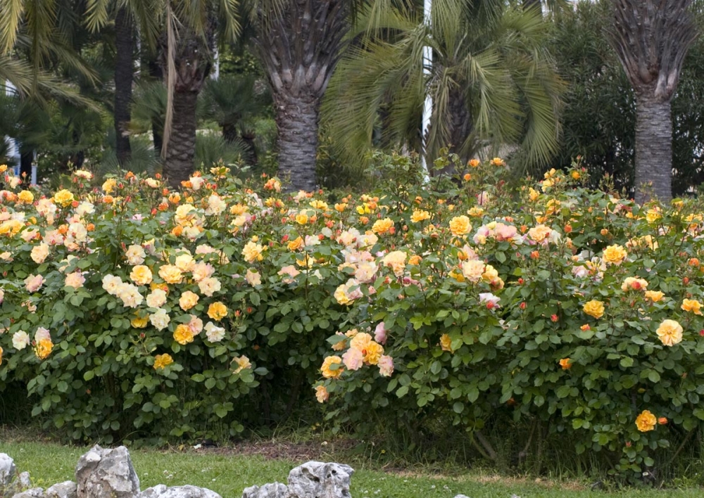 Un Jardin De Vacances Fleuri Tout Lété ça Vous Tente