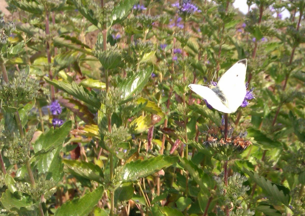 Comment Attirer Les Papillons Dans Son Jardin Comment Creer Un Jardin Pour Attirer Papillons Et Oiseaux